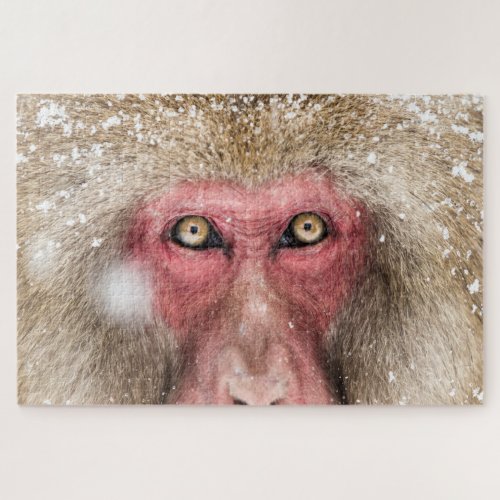 Snow Monkey Eyes Jigsaw Puzzle