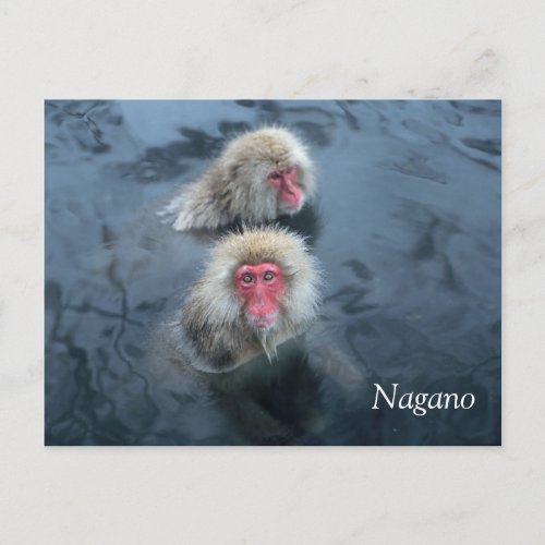 Snow Monkeys in Nagano Japan Postcard