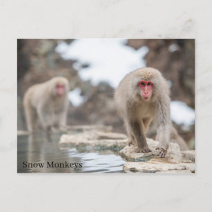 Snow Monkeys. Japan. Postcard