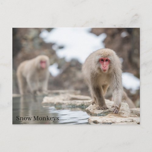 Snow Monkeys Japan Postcard