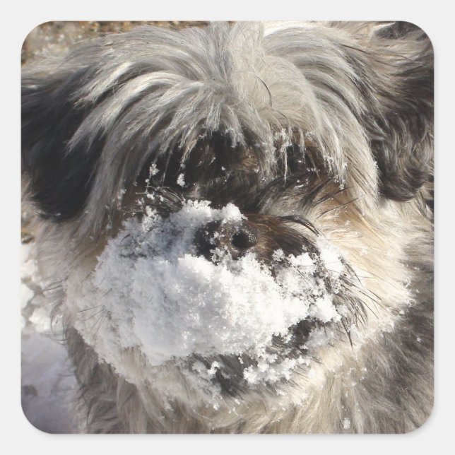 Snow on Dog's Nose Sticker (Front)
