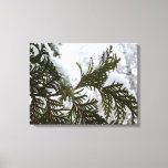 Snow on Evergreen Branches Canvas Print