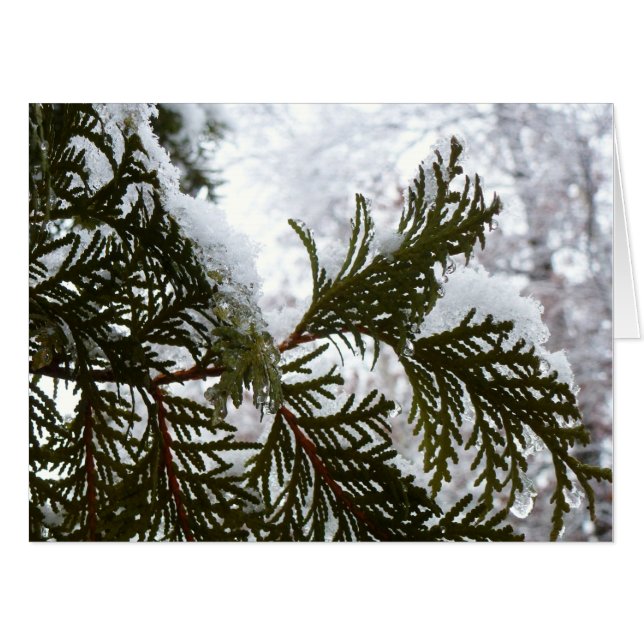 Snow on Evergreen Branches Card (Front Horizontal)