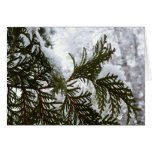 Snow on Evergreen Branches Cards