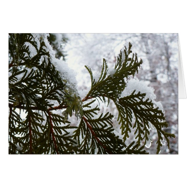 Snow on Evergreen Branches Cards (Front Horizontal)