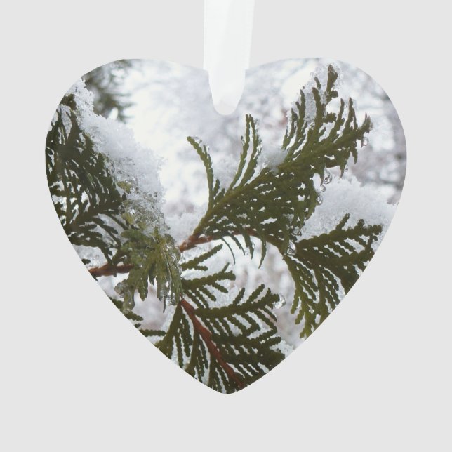 Snow on Evergreen Branches Ornament (Back)