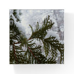 Snow on Evergreen Branches Paperweight