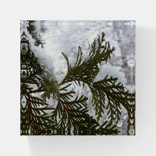 Snow on Evergreen Branches Paperweight (Front)