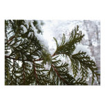 Snow on Evergreen Branches Photo Print