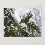 Snow on Evergreen Branches Postcard