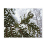 Snow on Evergreen Branches Postcard