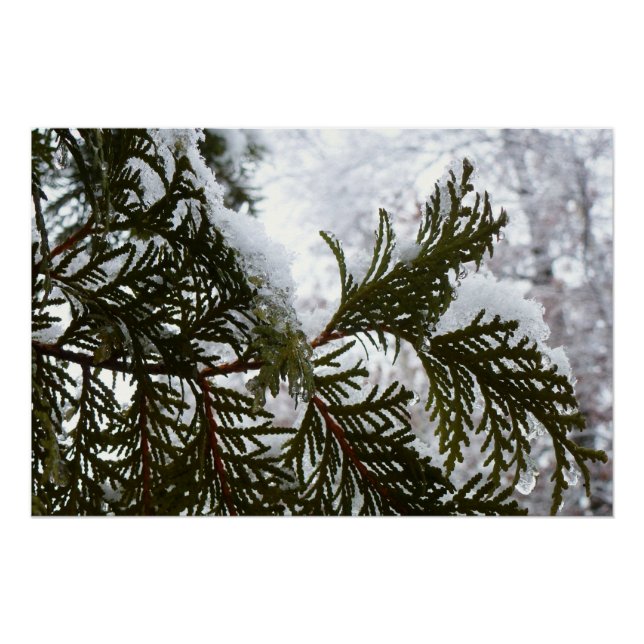 Snow on Evergreen Branches Poster (Front)