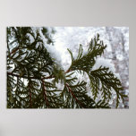 Snow on Evergreen Branches Poster