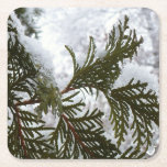 Snow on Evergreen Branches Square Paper Coaster