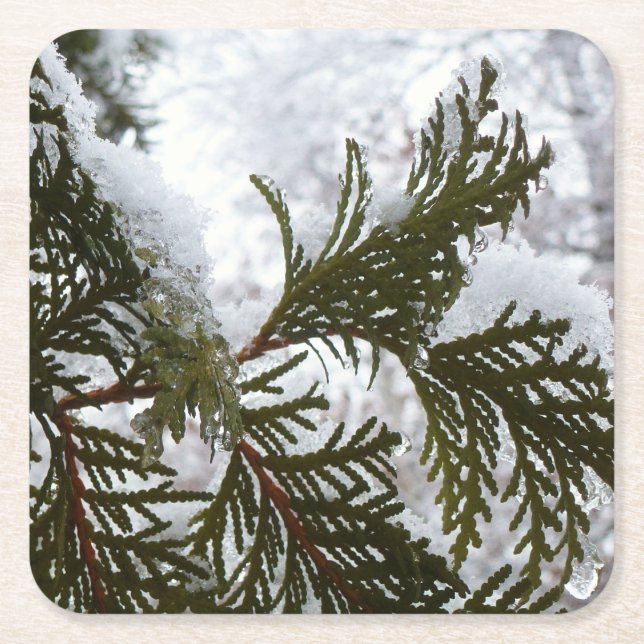 Snow on Evergreen Branches Square Paper Coaster (Front)