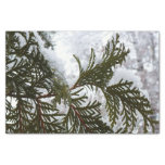 Snow on Evergreen Branches Tissue Paper