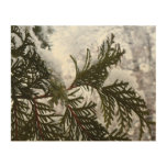 Snow on Evergreen Branches Wood Wall Decor