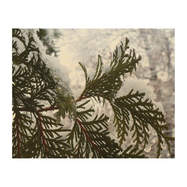 Snow on Evergreen Branches Wood Wall Decor (Front)