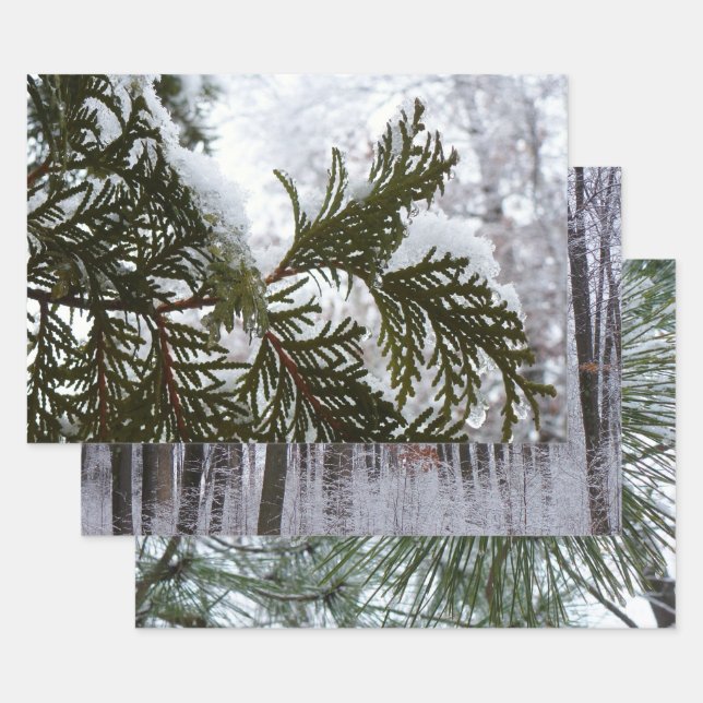 Snow on Evergreen Branches Wrapping Paper Sheets (Set)