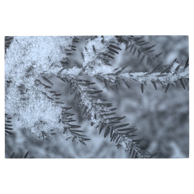 Snow on Pine Needles Metal Print (Front)