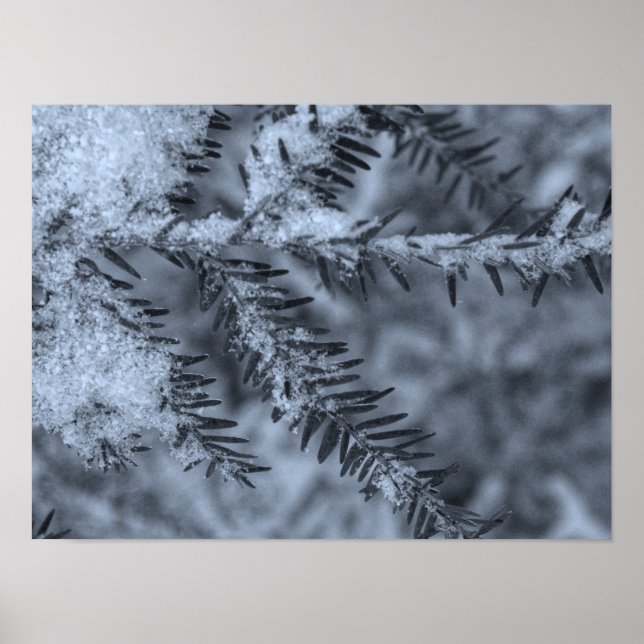 Snow on Pine Needles Poster (Front)