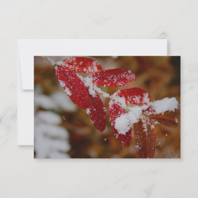 Snow on Red Leaves Note Card (Front)