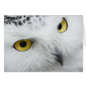 Snow Owl (Front Horizontal)