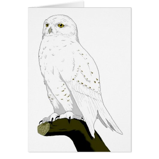 Snow Owl Cards (Front)