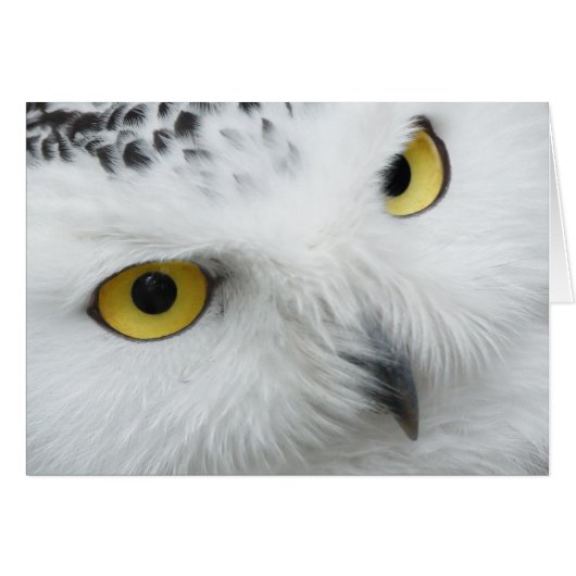 Snow Owl Cards (Front Horizontal)