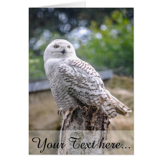 Snow owl cards (Front)