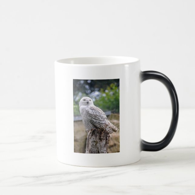 Snow owl color morph mug  (Right)