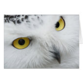 Snow Owl Eyes (Front Horizontal)