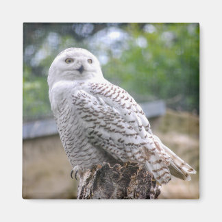 Snow owl magnet