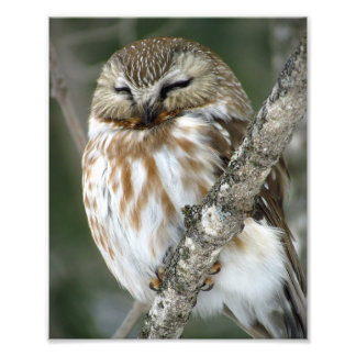 Snow Owl Photo Print