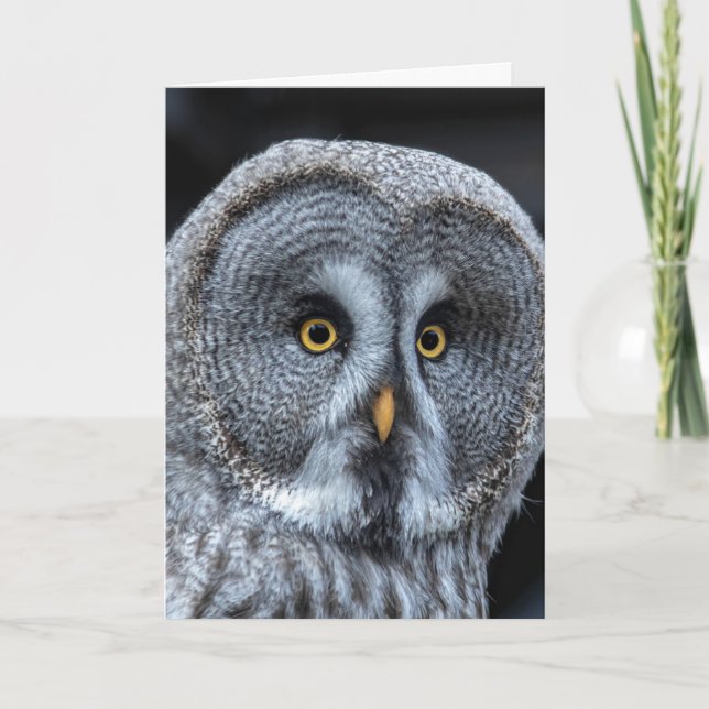 SNOW OWL Photography BIRTHDAY Greeting Cards (Front)