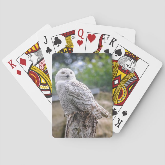 Snow owl poker cards (Back)