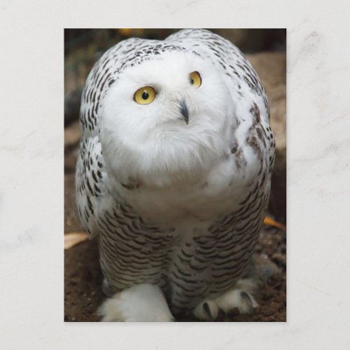 Snow Owl Postcard