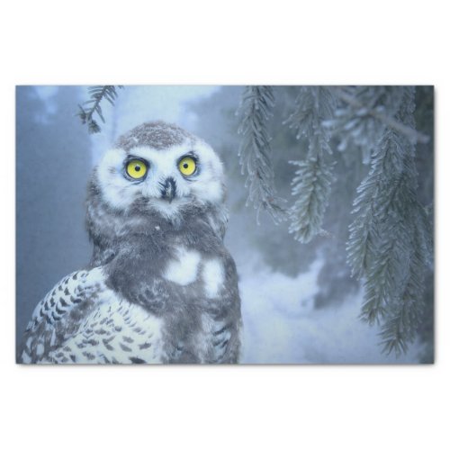 snow owl tissue paper