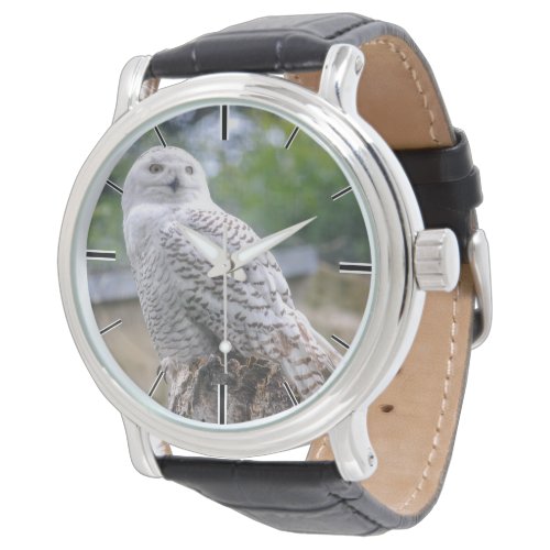 Snow owl watch