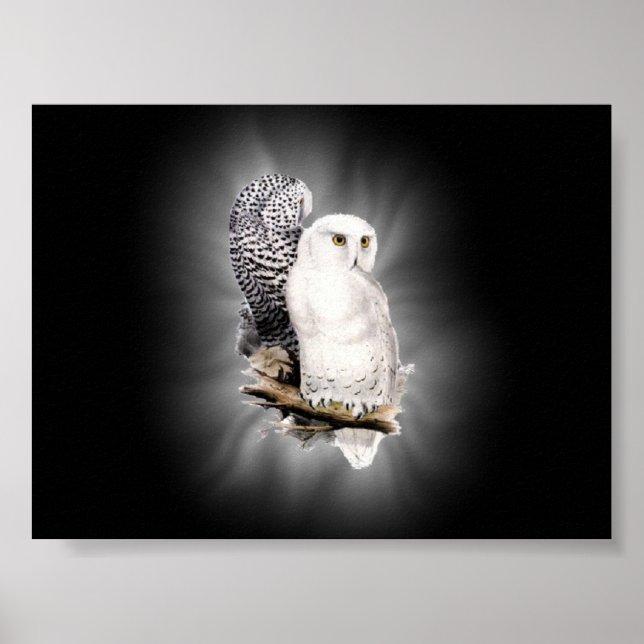snow owls poster (Front)