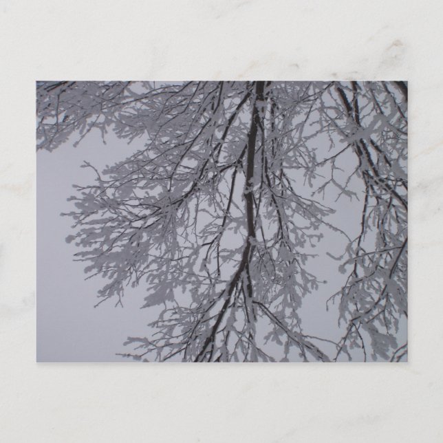 Snow pattern in the trees postcard (Front)