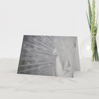 Snow Peacock Thank You Card