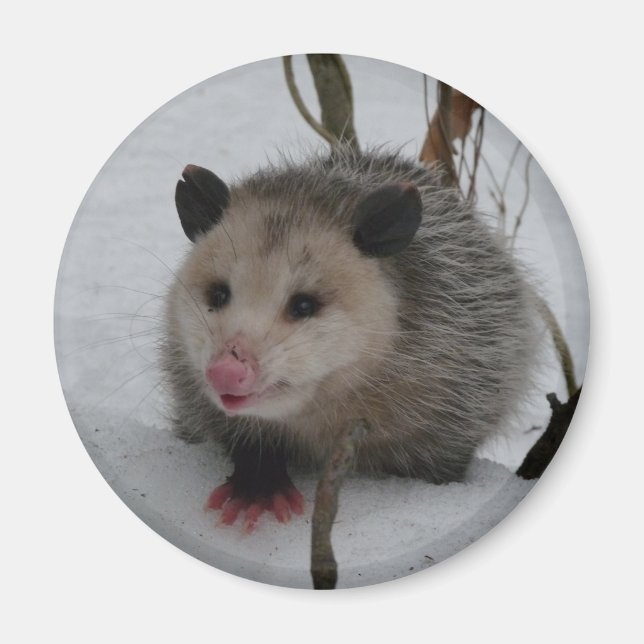 Snow Possum Magnet (Front)