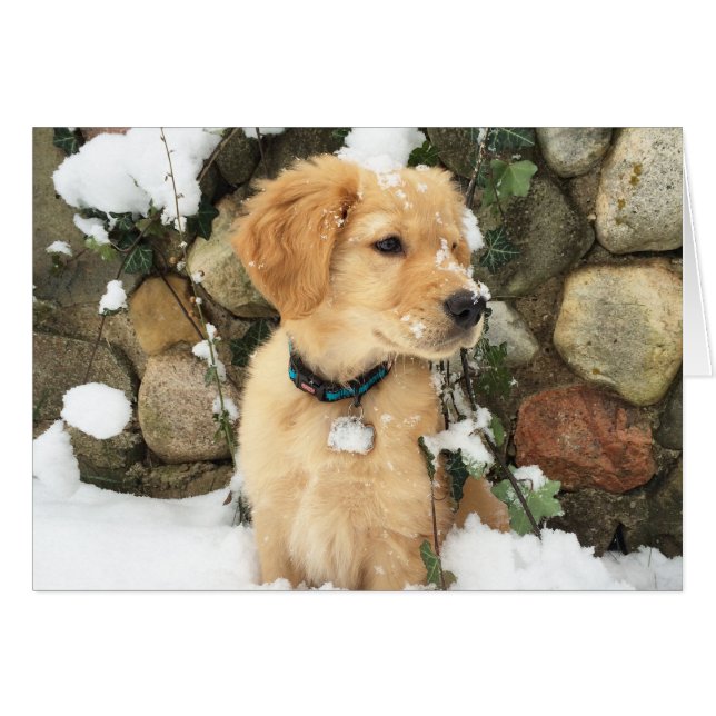 Snow Puppy Cards (Front Horizontal)