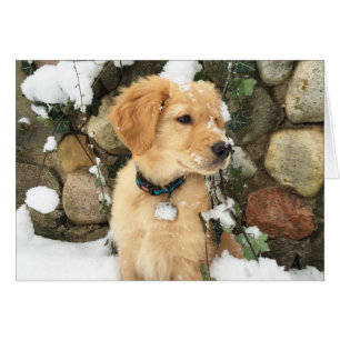 Snow Puppy Cards