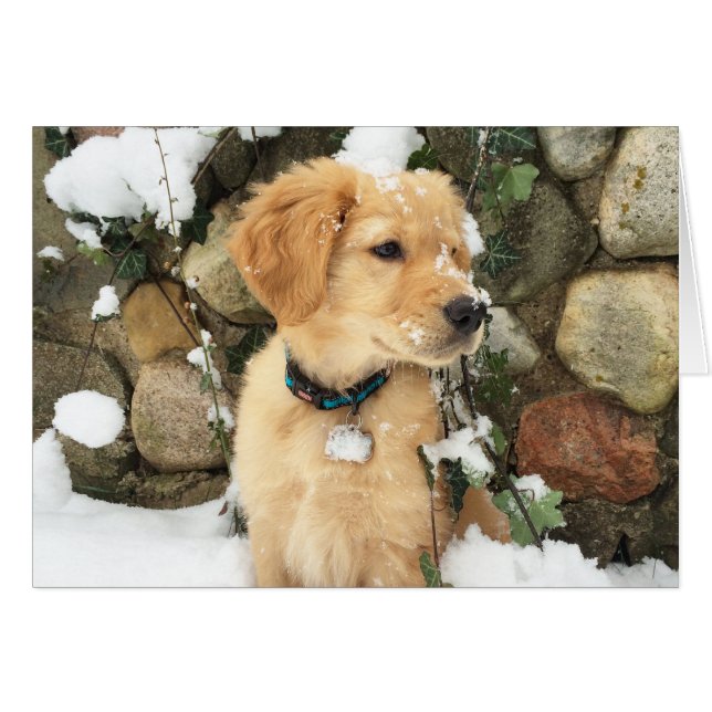 Snow Puppy Cards (Front Horizontal)