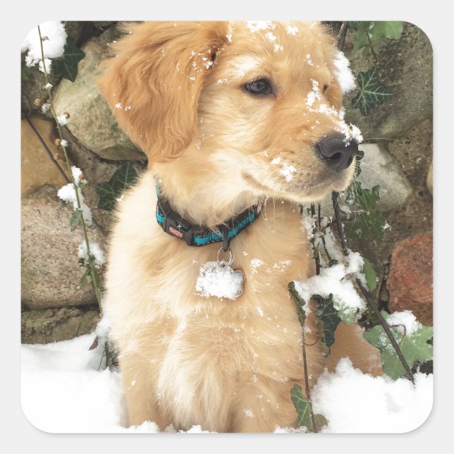 Snow Puppy Square Sticker (Front)
