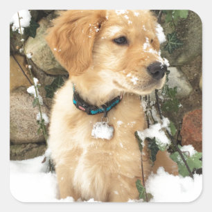 Snow Puppy Square Sticker