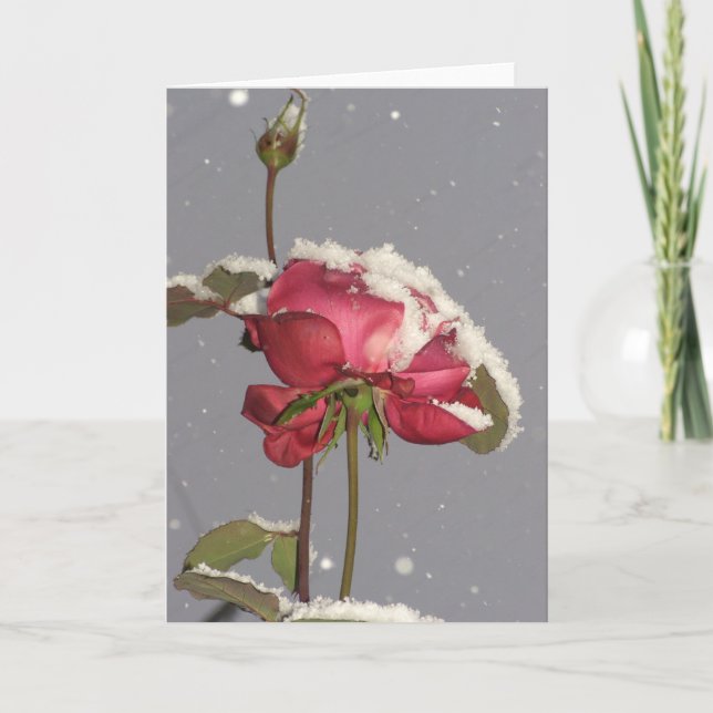 Snow Rose - red rose with snow cover Card (Front)