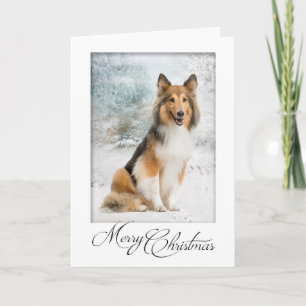 Snow Sheltie Christmas Card